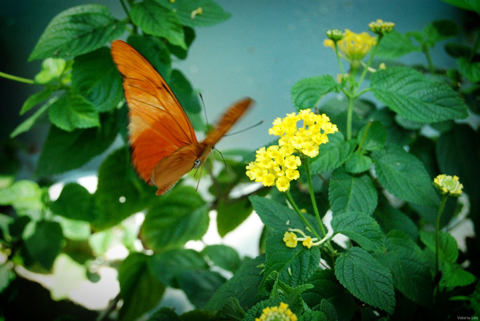 [butterfly[4].jpg]